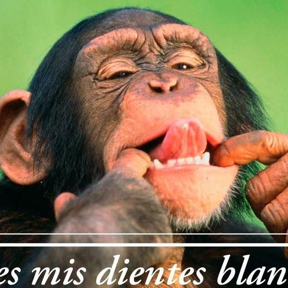 Meet your Posher, Diamante - Picture 1 of 1